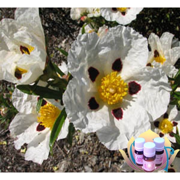 ÓLEO ESSENCIAL BIOLÓGICO - ESTEVA ABSOLUTO (Cistus ladanifer) Vários Tamanhos ÓLEO ESSENCIAL BIOLÓGICO - ESTEVA ABSOLUTO (Cistus ladanifer) Vários Tamanhos